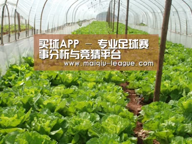种植基地五
